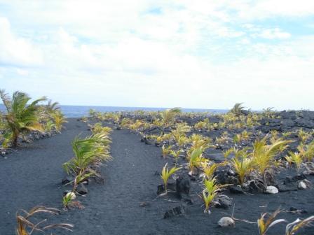 Kalapana Path to Sea